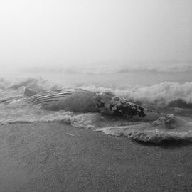 Letter to Leviathan